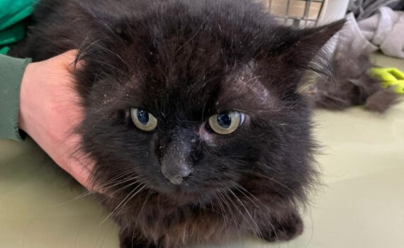 Plüschige schwarze Katze mit großen Augen, die von einer Person mit grünem Ärmel gehalten wird.