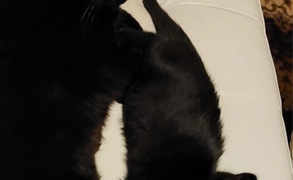 Erwachsene und junge schwarze Katzen ruhen zusammen auf einer weißen Couch.