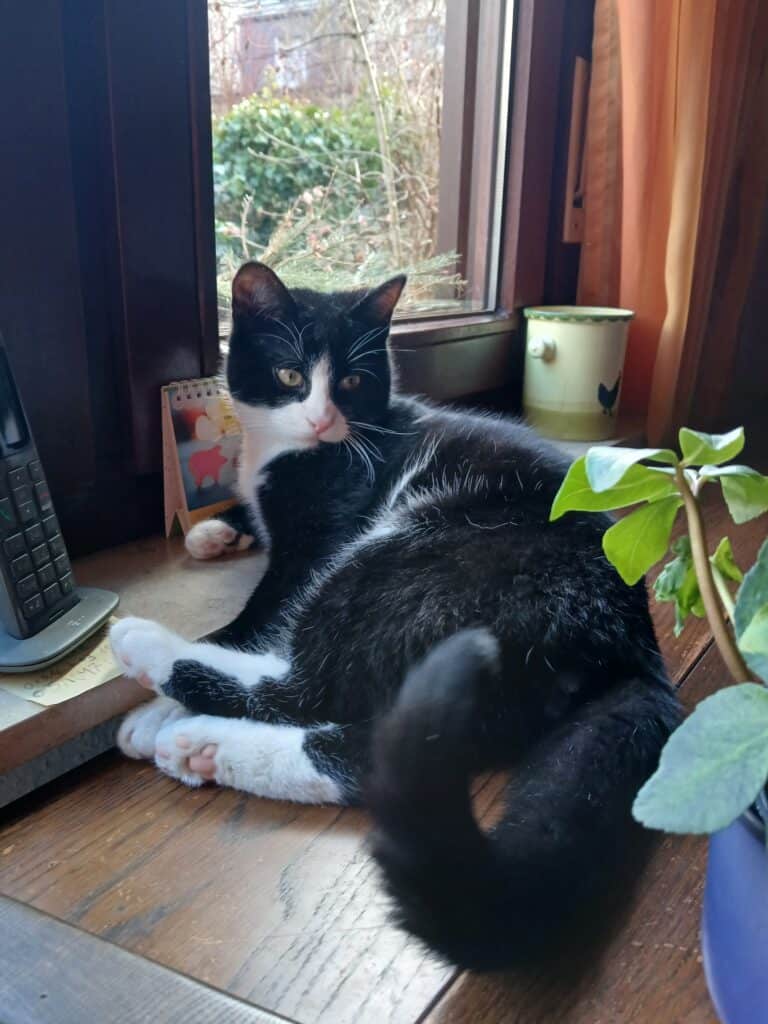 Schwarz-weiße Katze auf einer Fensterbank neben einer Pflanze, einem Telefon und einem Kalender im Tierheim Siegen.