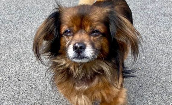 Kleiner brauner langhaariger Hund auf grauem Pflaster, der Kamera zugewandt.