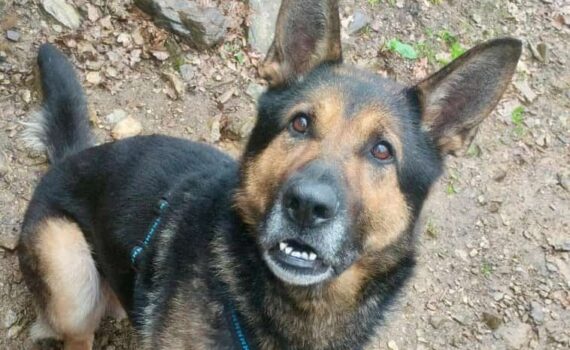 Deutscher Schäferhund mit Geschirr auf felsigem Pfad im Tierheim Siegen.