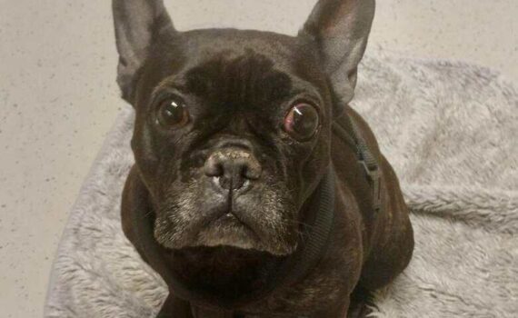 Schwarze französische Bulldogge im Geschirr sitzt auf der Matte und schaut nach oben.