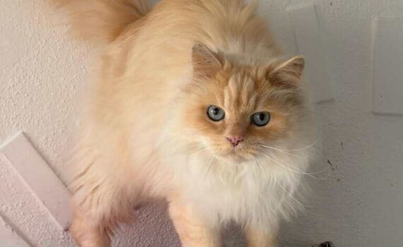 Cremefarbene, flauschige Katze mit blauen Augen auf gemustertem Boden, neben einer weißen Wand im Tierheim Siegen.