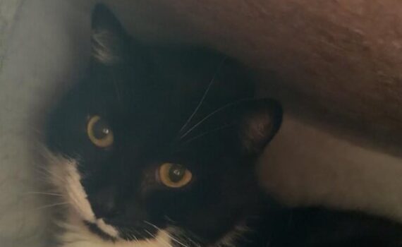 Schwarz-weiße Katze mit goldenen Augen auf roter Decke, ruhend.