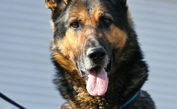 Deutscher Schäferhund mit schwarzem Geschirr sitzt im Freien, wachsam, Zunge heraus - Tierheim Siegen.