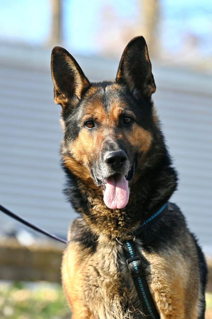 Deutscher Schäferhund mit schwarzem Geschirr sitzt im Freien, wachsam, Zunge heraus - Tierheim Siegen.