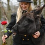 Frau mit Zylinder bietet dem braunen Esel im Freien eine rote Rose an.