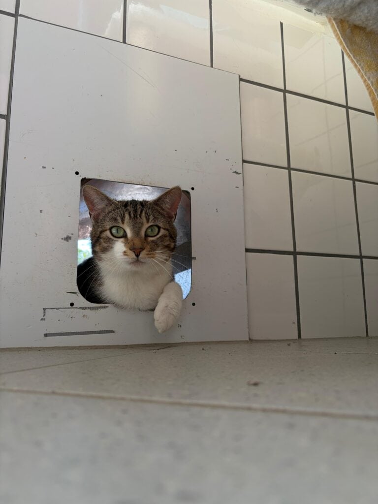 Eine getigerte Katze späht aus einer kleinen Wandöffnung, eine Pfote heraus.