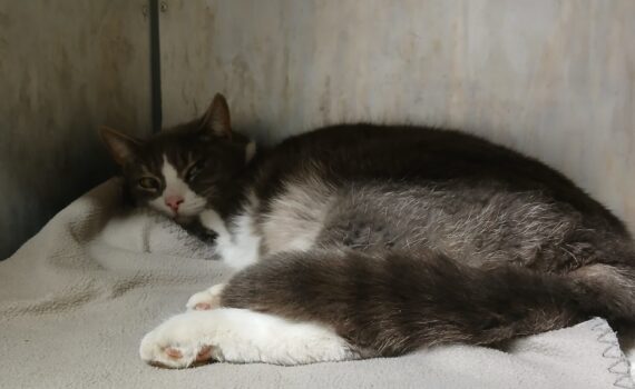 Graue und weiße Katze ruht auf einer Decke und schaut in die Kamera.