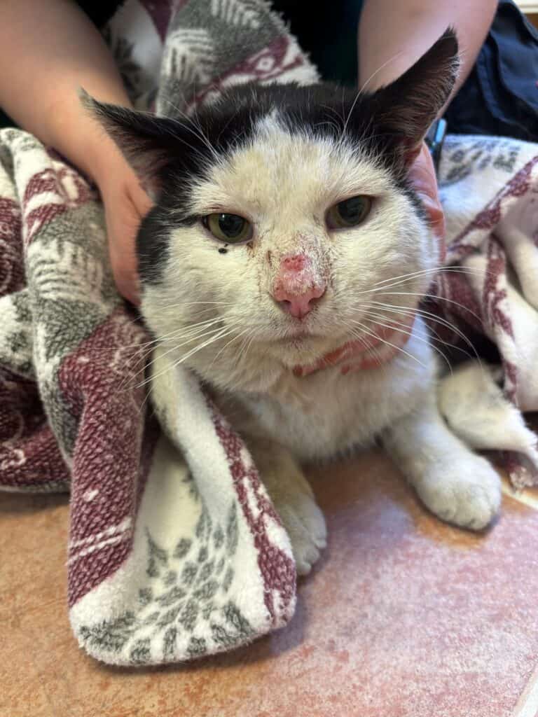 Schwarz-weiße Katze mit wunden Nasen in einer Decke, sanft gehalten.