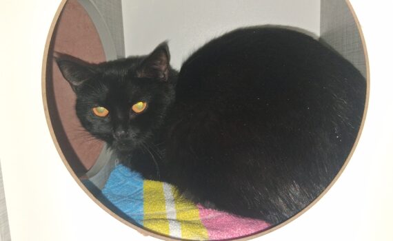 Schwarze Katze mit gelben Augen auf buntem Handtuch im Gehege.