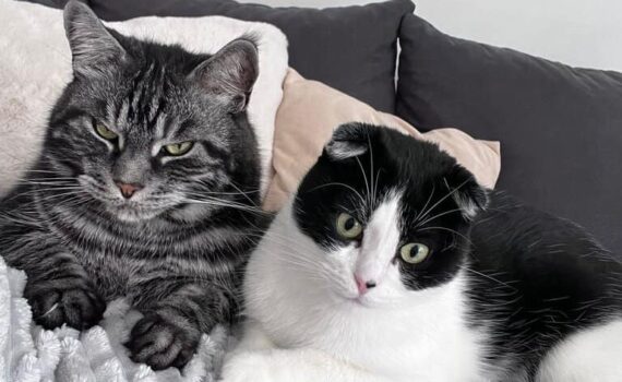 Tabby und schwarz-weiße Katzen entspannen sich gemeinsam auf einer grauen Decke.