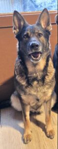 Deutscher Schäferhund-Mix sitzt im Haus auf dem Holzboden und schaut nach oben.