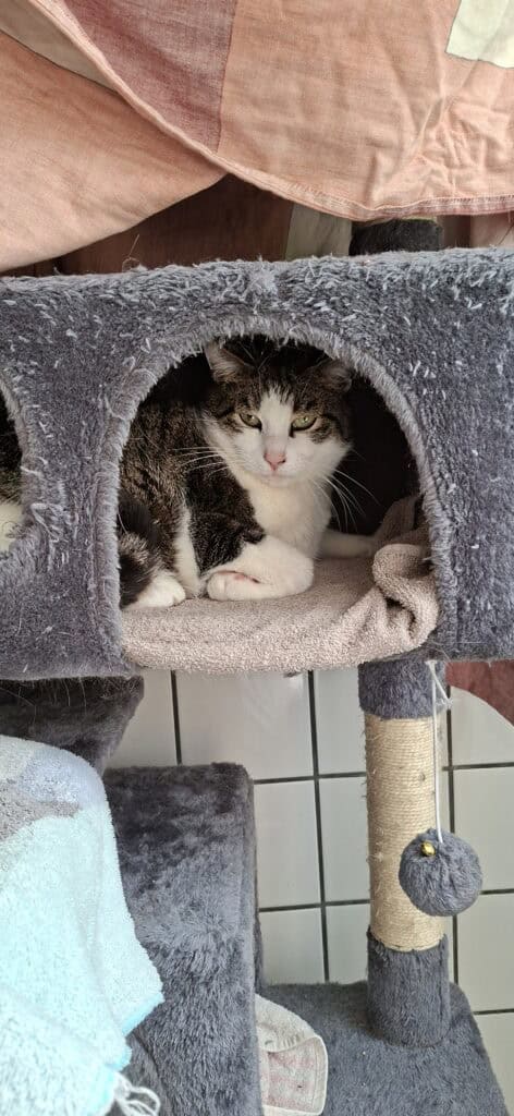 Gestromte und weiße Katze schläft im Tierheim Siegen in einem grauen Kästchen mit Decken.