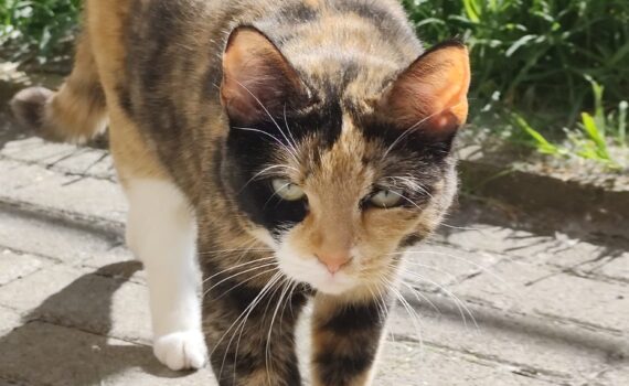 Kaliko-Katze mit weißen Pfoten geht auf sonnenbeschienenem Weg, dahinter Gras.