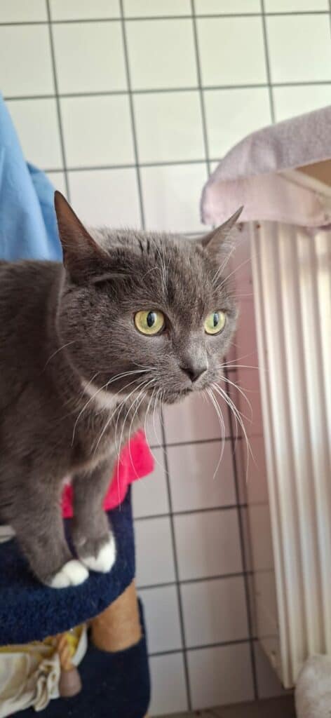 Graue Katze mit weißen Schnurrhaaren sitzt in einem Haus an einer gekachelten Wand.