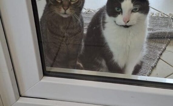 Tabby- und schwarz-weiße Katzen hinter einer Glastür, die hereinschauen.