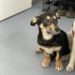 Schwarz-brauner Hund mit Hängeohren auf blauem Boden.