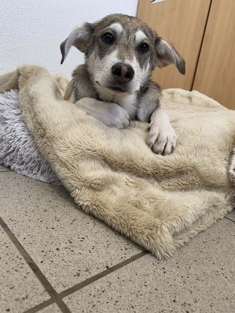 Elli, Mischling – Tierheim Siegen