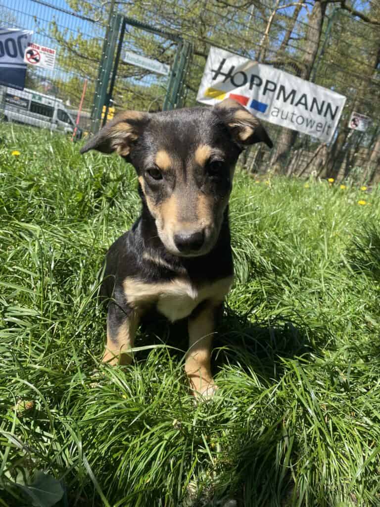 Schwarz-brauner Welpe auf einer Wiese im Tierheim Siegen.