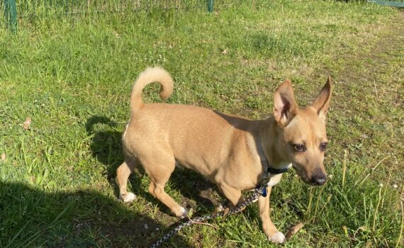 Kleiner hellbrauner Hund an der Leine am grünen Zaun im Tierheim Siegen.