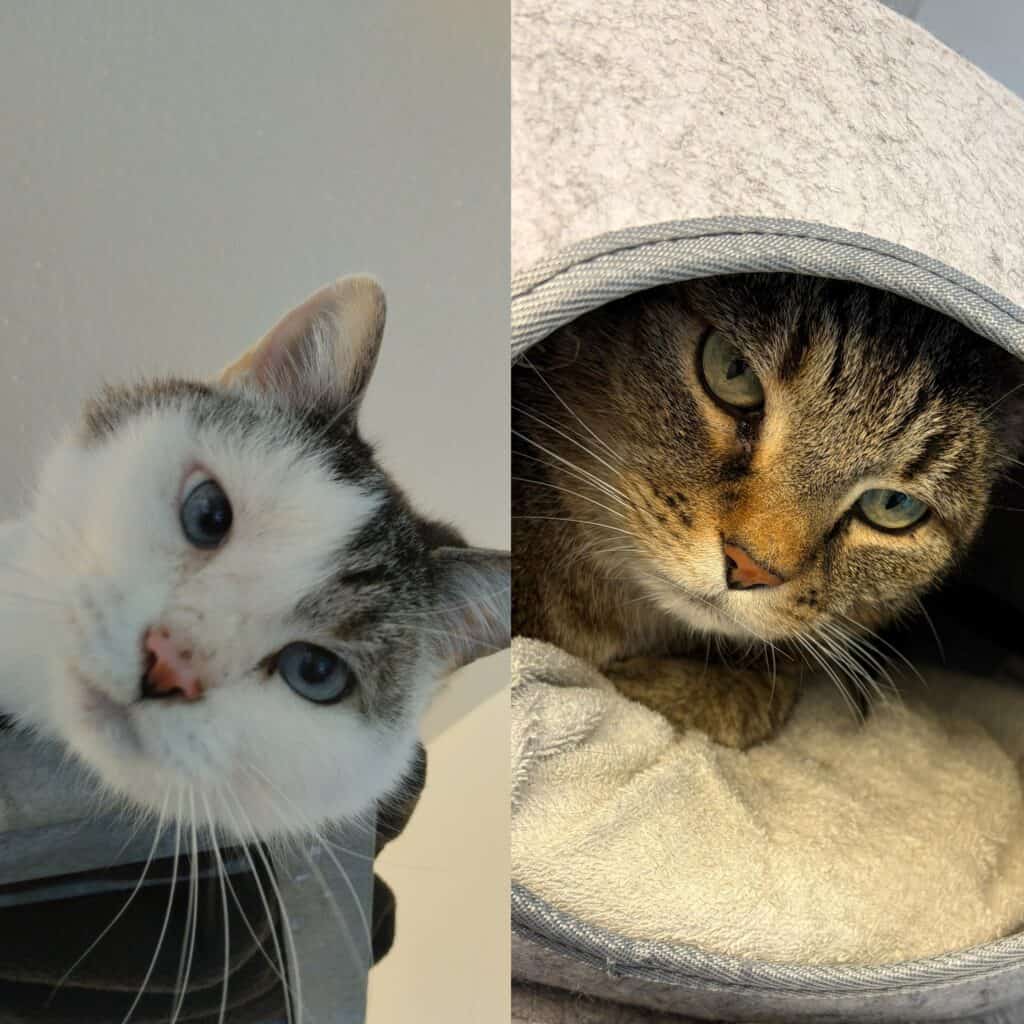 Links: weiß-graue Katze schaut auf. Rechts: getigerte Katze im grauen Bett.