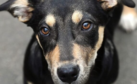 Ein schwarz-brauner Hund mit Hängeohren liegt auf dem Bürgersteig und schaut nach oben.