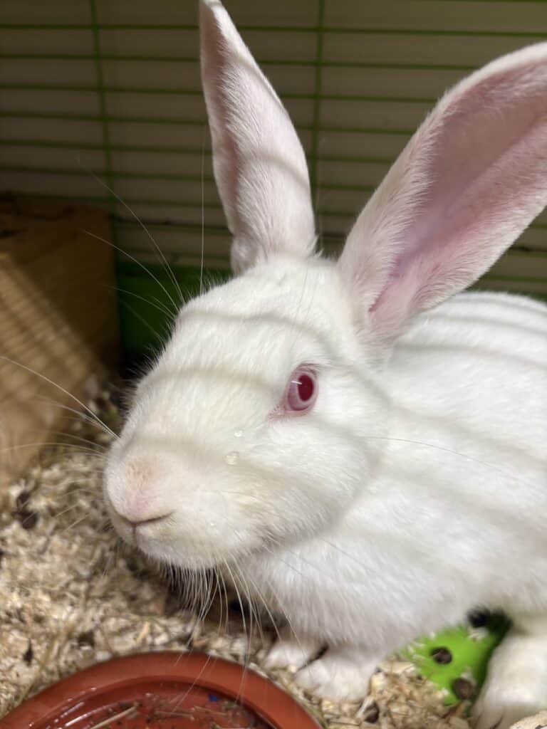 Weißes Kaninchen mit rosa Augen in einem Käfig im Tierheim Siegen.