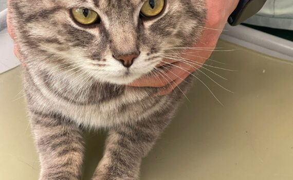 Graue getigerte Katze, gehalten von einer Person mit einer Smartwatch, im Tierheim Siegen.