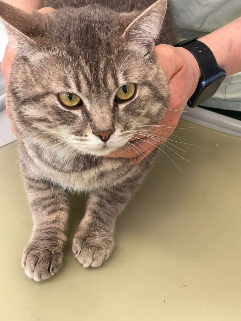 Graue getigerte Katze, gehalten von einer Person mit einer Smartwatch, im Tierheim Siegen.