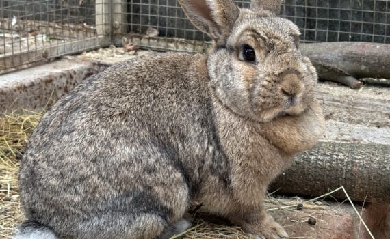 Braunes Kaninchen mit aufrechten Ohren auf Stroh und Beton im Tierheim Siegen.