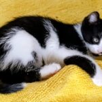 Wachsames schwarz-weißes Kätzchen auf einem gelben Handtuch im Tierheim Siegen.
