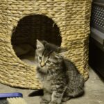 Ein getigertes Kätzchen sitzt neben einem geflochtenen Katzenhaus im Tierheim Siegen.