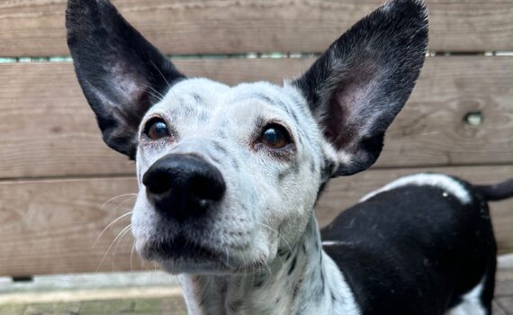 Ein schwarz-weißer Hund mit großen Ohren steht auf einem Ziegelpflaster.