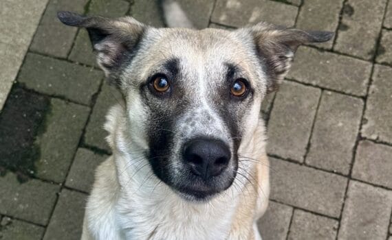 Ein braun-weißer Hund mit aufrechten Ohren sitzt auf einer Steinterrasse.