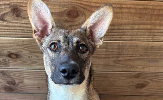Ein brauner Hund mit großen Ohren sitzt auf Pflastersteinen und schaut nach oben.