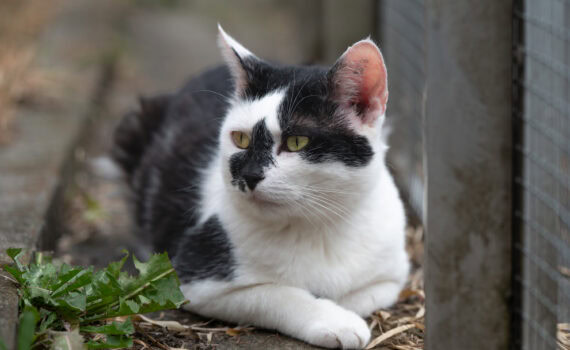 Eine schwarz-weiße Katze ruht sich am Zaun des Tierheims Siegen aus.