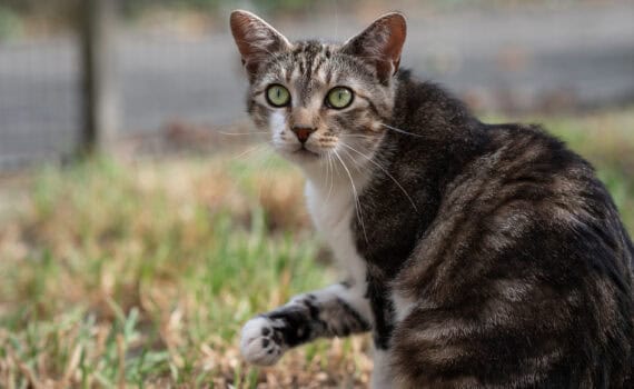 Eine getigerte Katze mit grünen Augen sitzt im Tierheim Siegen im Gras.