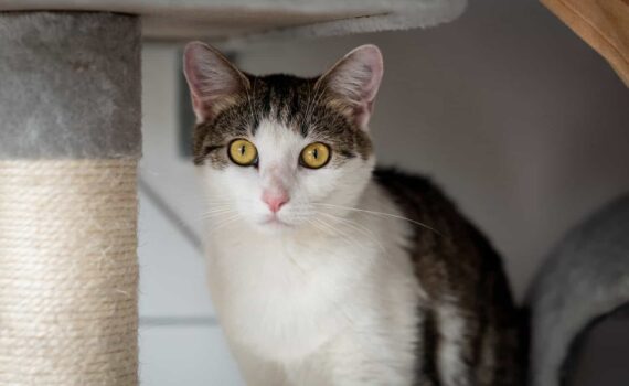 Weiß-getigerte Katze mit gelben Augen neben einem Kratzbaum.