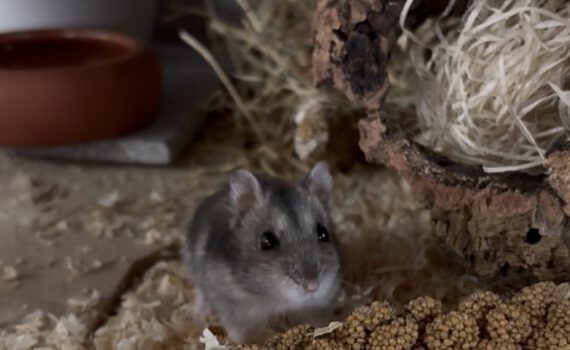 Hamster auf Holzspänen neben einem Holzscheit und Samen im Gehege.