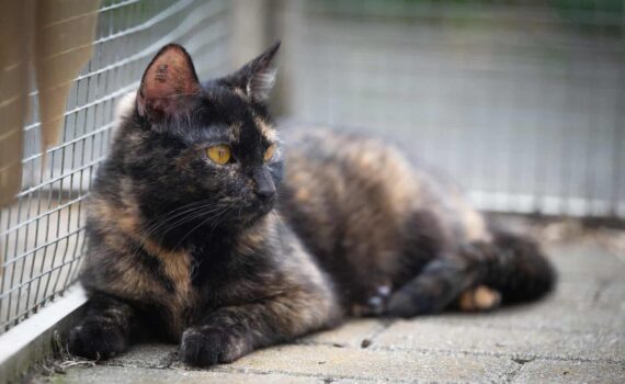 Schildpattkatze auf dem Bürgersteig neben einem Drahtzaun beim Tierheim Siegen.