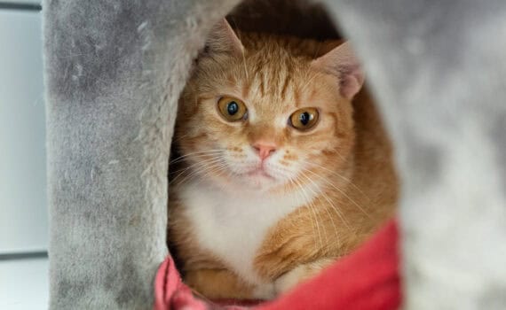 Orange-weiße Katze mit großen Augen auf einem grauen Kratzbaum.