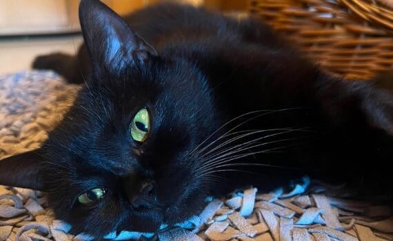 Eine schwarze Katze mit grünen Augen ruht sich auf einem Teppich neben einem Korb aus.