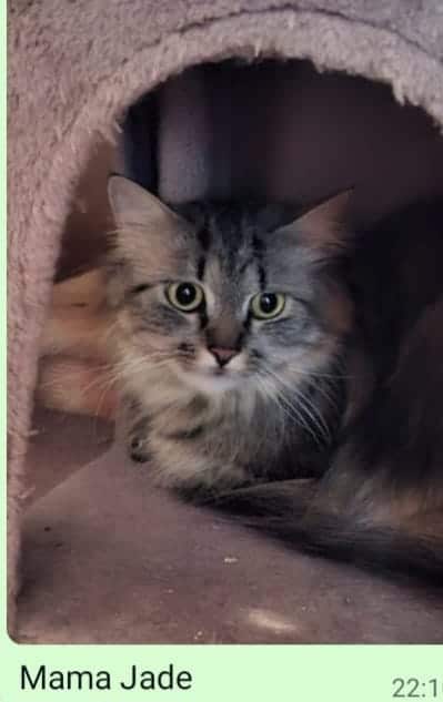 Graue Tabbykatze mit großen Augen in einem gemütlichen Katzenhäuschen.
