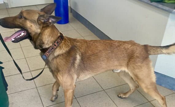Brauner Hund an der Leine in einem Innenraum, mit heraushängender Zunge, im Tierheim Siegen.