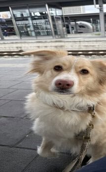 Ein flauschiger, hellbrauner und weißer Hund sitzt aufmerksam auf dem Bahnsteig.