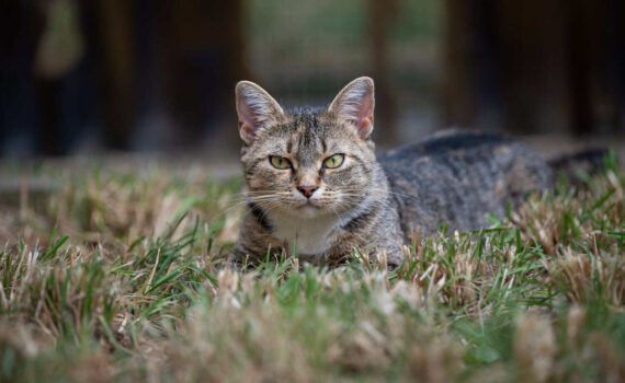 Eine getigerte Katze auf dem Rasen, die mit ihren grünen Augen in die Kamera blickt.