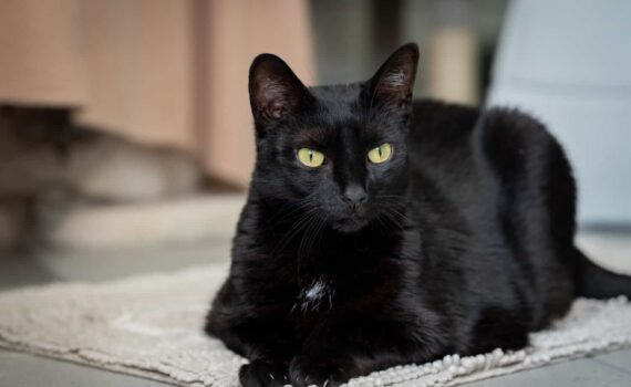 Schwarze Katze mit gelben Augen auf einem beigen Teppich im Tierheim Siegen.