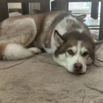 Ein braun-weißer Husky ruht sich auf einem beigen Teppich unter einem Tisch aus.