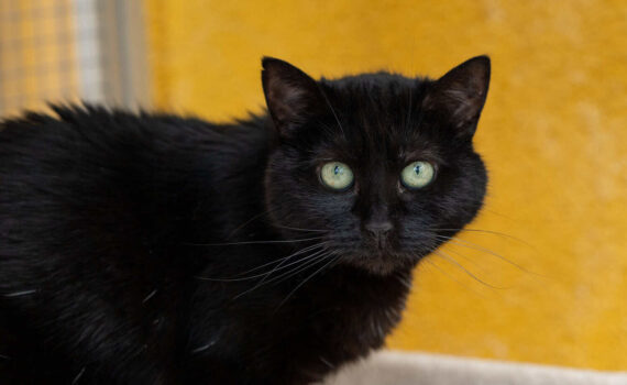 Eine schwarze Katze mit grünen Augen sitzt an einer gelben Wand.